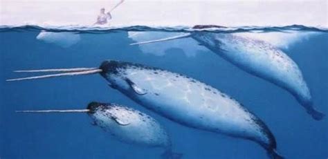 Rare Collection Of Photos Of Narwhal Narwhal Weird Animals Narwhal Real