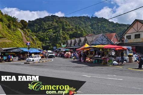 0.5 km from kea farm market. Kea Farm | Cameron Highlands Online