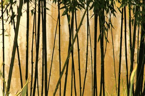 Selective Photography Of Bamboo Trees · Free Stock Photo