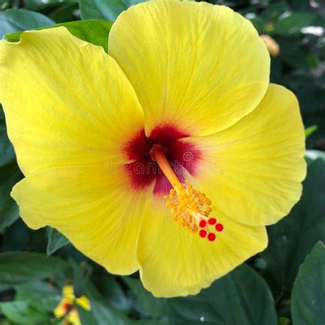 Lovely Yellow Hibiscus Flower In Full Bloom In Hawaii Stock Image