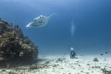 Project Manta Lady Elliot Island Eco Resort Great Barrier Reef