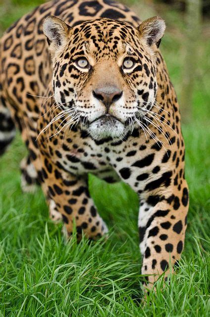 Beautiful Jaguar Small Cat Large Cats Big Cats Cool Cats Cats And