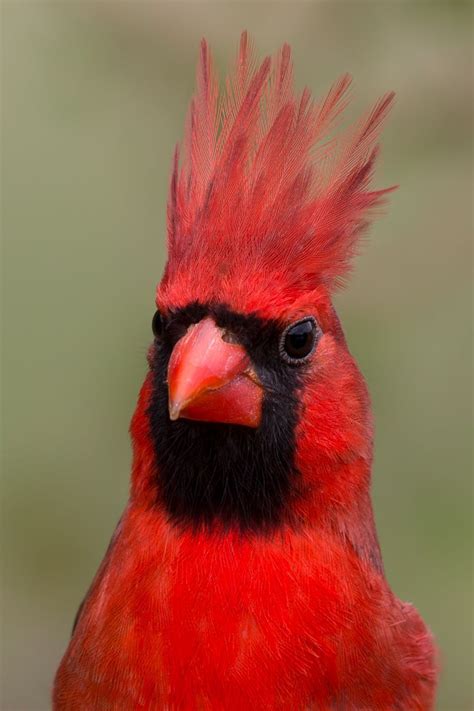 Northern Cardinal Red Mohawk Cardinal Birds Pet Birds Wild Birds