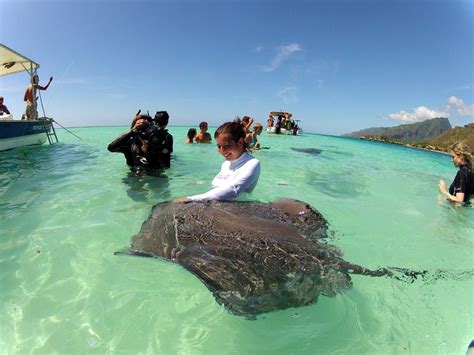 Best Time For Diving And Swimming With Manta Rays In Bora Bora 2023