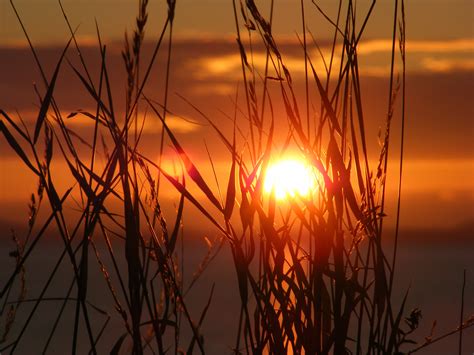 무료 이미지 바다 자연 집 밖의 수평선 분기 하늘 태양 해돋이 일몰 들 햇빛 아침 전망 새벽 여름