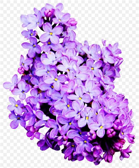 Download high quality lilac clip art from our collection of 65,000,000 clip art graphics. Lilac Clip Art, PNG, 846x1020px, Lilac, Annual Plant, Cut ...