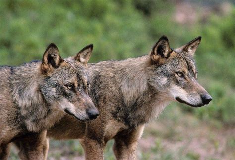 The latest news from wolves. Why do people love wolves?