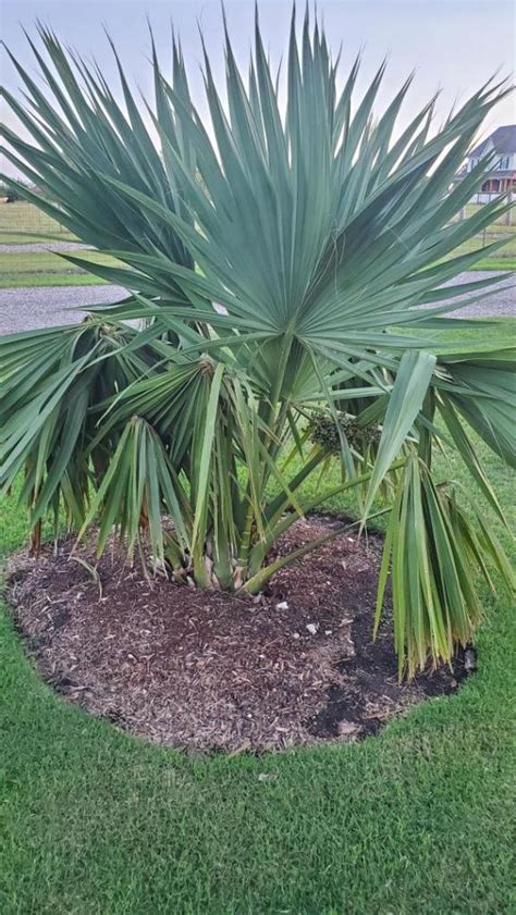 Sabal Riverside In 2022 Riverside Plants Palm