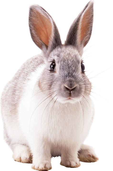 Download Grey Rabbit Png Image For Free