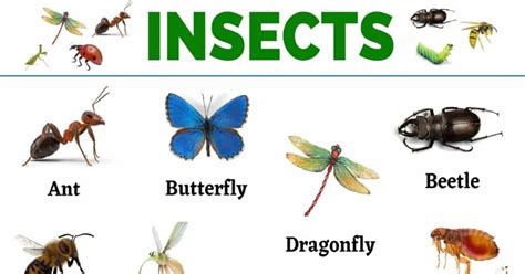 Insects List Of 20 Names Of Insects In English My English Tutors