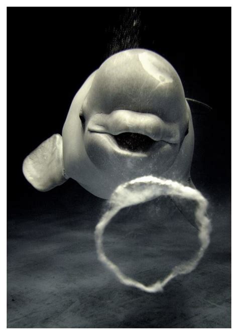 Beluga Whale Blowing Toroidal Bubble Ring Shimane Aquarium Japan