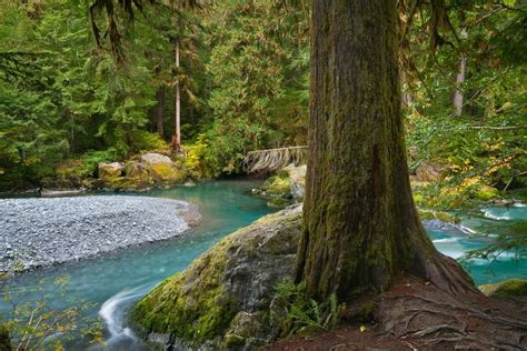 Staircase Rapids Of North Fork Skokomish River In Olympic National Park