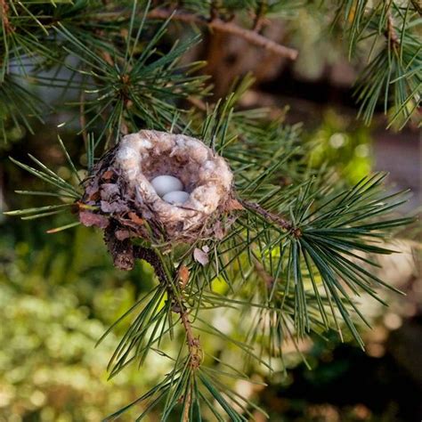 Be Careful When Pruning Trees To Protect Hummingbird Nests As Small As