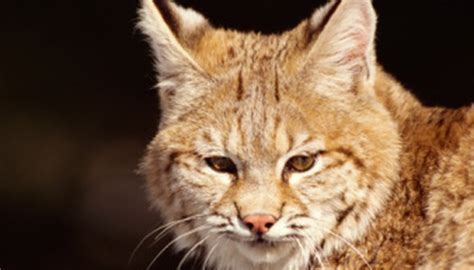 What Types Of Wild Cats Live In New York Sciencing