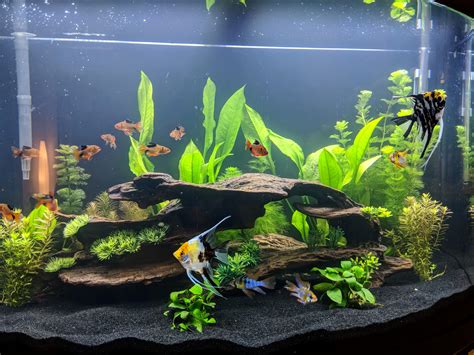 Change My Substrate Yesterday Black Makes Their Color Pop Up Aquariums