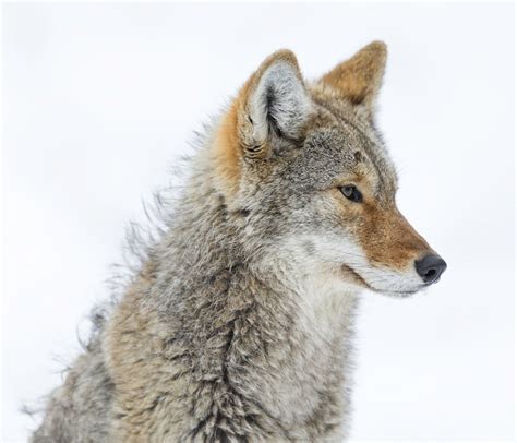 Beautiful Wildlife Coyote Profile By Daniel Parent