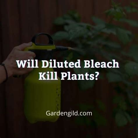 Will Diluted Bleach Kill Plants Answer Explained