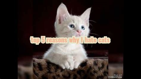 top 5 reasons why i hate cats youtube