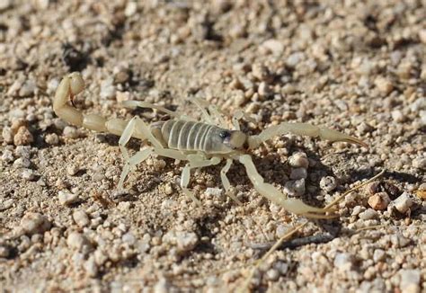 Are there scorpions in colorado. Pest Control Tips to Prevent a Scorpion Infestation in ...