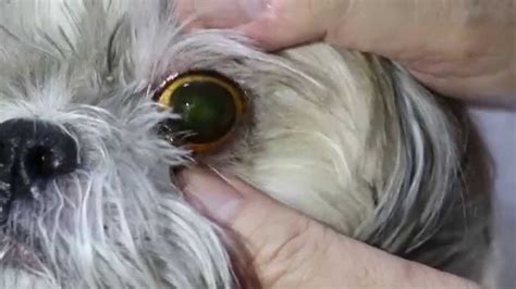 A Shih Tzu Has Right Eye Tearing And Ear Infections Youtube