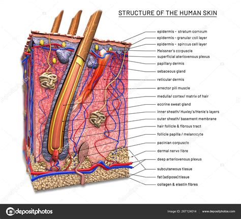 Structure Of The Human Skin Cross Section Of Hair Follicle With