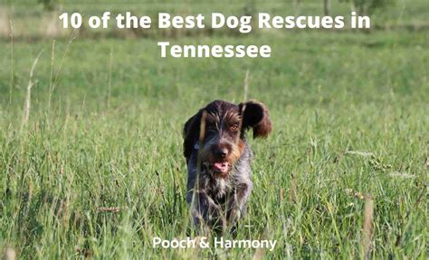 10 Of The Best Dog Rescues In Tennessee Pooch And Harmony