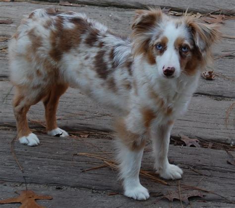 Mini Aussie Shepherd Red Merle Next Puppy I Want As A Buddy For My