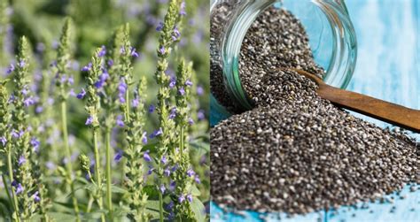 How To Grow Chia Seeds 5 Uses For The Entire Plant