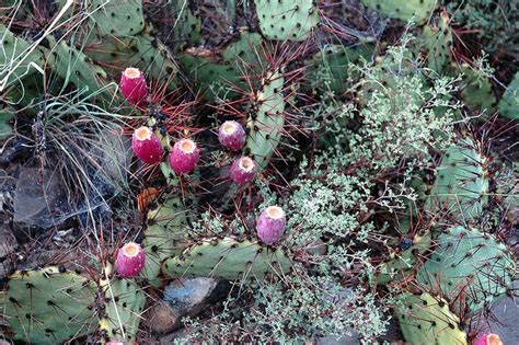 Can you eat prickly pear cactus raw? Cactus Fruit_3362 | Desert plants, Fruit, Cactus