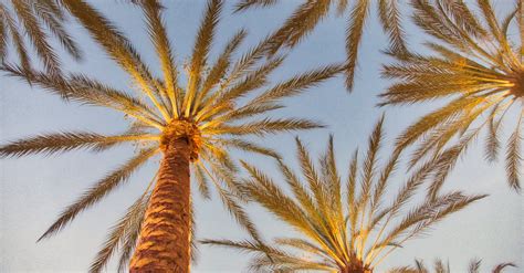 Palm Trees · Free Stock Photo