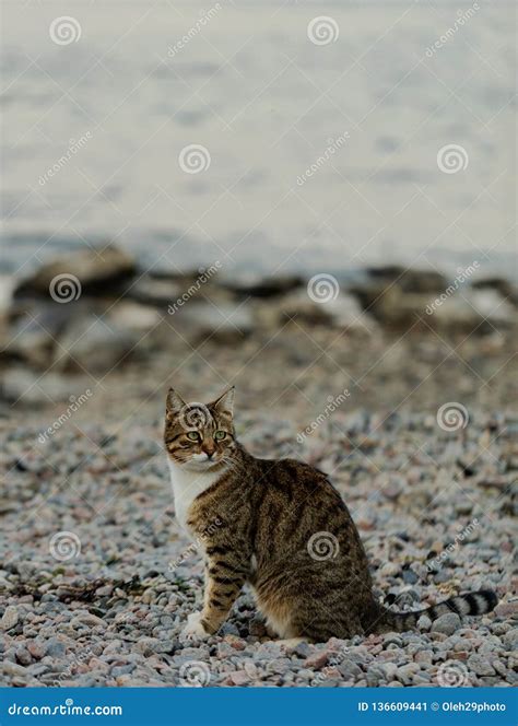 Funny Grey Cat On The Beach Against The Sea Stock Image Image Of