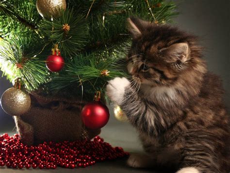 How To Keep Your Cat From Destroying Your Christmas Tree