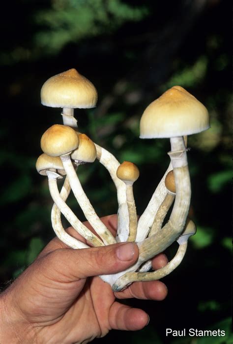 Reclassification Recommendations For Drug In Magic Mushrooms
