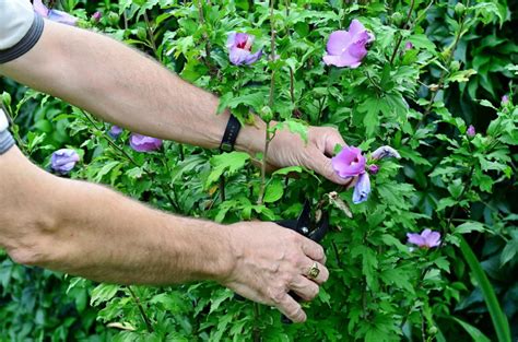 Maybe you would like to learn more about one of these? Hibiskus-Hecke: Schneiden, Pflanzen & Co. - Plantura