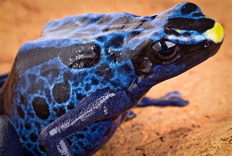 Poison Dart Frog Photograph By Dirk Ercken