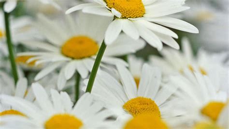5 Fascinating Facts About Daisies You Probably Didn T Know