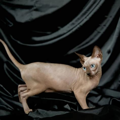 Avada Best Sellers Denim Sphynx Kitten Adopted Purebred Kitties