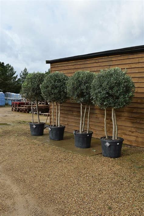 X4 Tri Trunk Lollipop Olive Trees Olive Grove Oundle