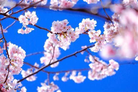 Beautiful Pink Cherry Blossoms Sakura With Refreshing In The Morning In