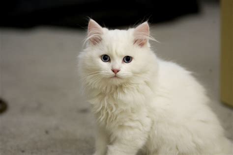 White Kitten Cymric Cat Wallpapers And Images Wallpapers Pictures