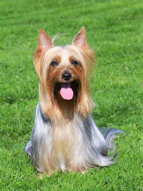 The australian terrier can make a fair claim to being australia's dog. it was the first native breed to be officially recognized in its homeland, and the first australian breed to be recognized in other countries. Silky Terrier Temperament (Friendly, Inquisitive Alert ...