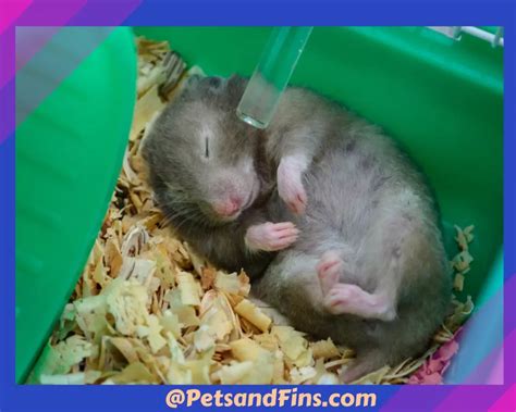 Are Hamsters Nocturnal Amazing Info 6 Things To Do