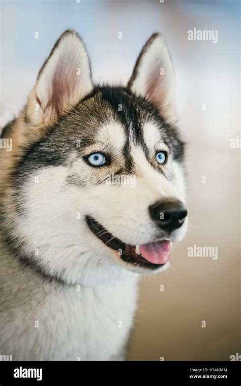 Gray Adult Siberian Husky Dog Or Sibirsky Husky Close Up Portrait Stock