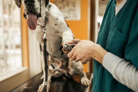 Acral Lick Dermatitis Lick Granuloma In Dogs Great Pet Care
