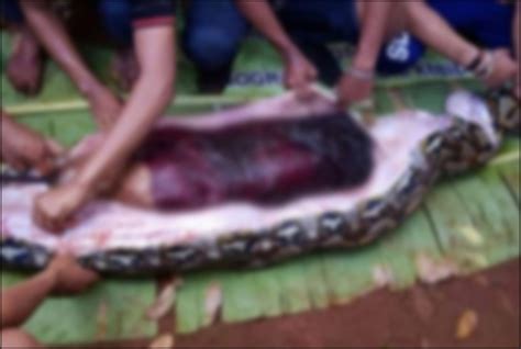 Indonesian Woman Swallowed By Giant Python