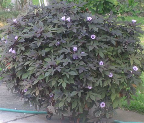 Sweet potato vine plant sweet potato vine seeds sweet potato slips. Sweet Potato Vine- Blackie