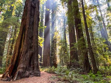 All 43 California Redwood Parks Full Guide And Map