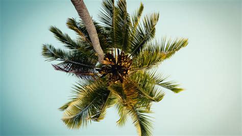 Download Wallpaper 2560x1440 Palm Tree Leaves Bottom View Tropic