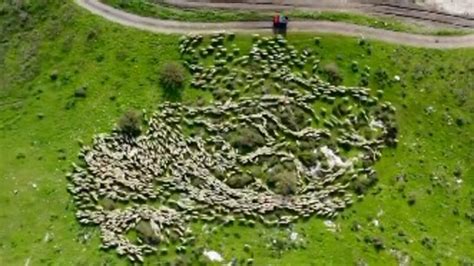 Timelapse Video Of Sheep Herd Captured Using Drone Wows People Clip