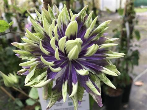 Save with taylors clematis promo code for december 2020. Clematis Taiga